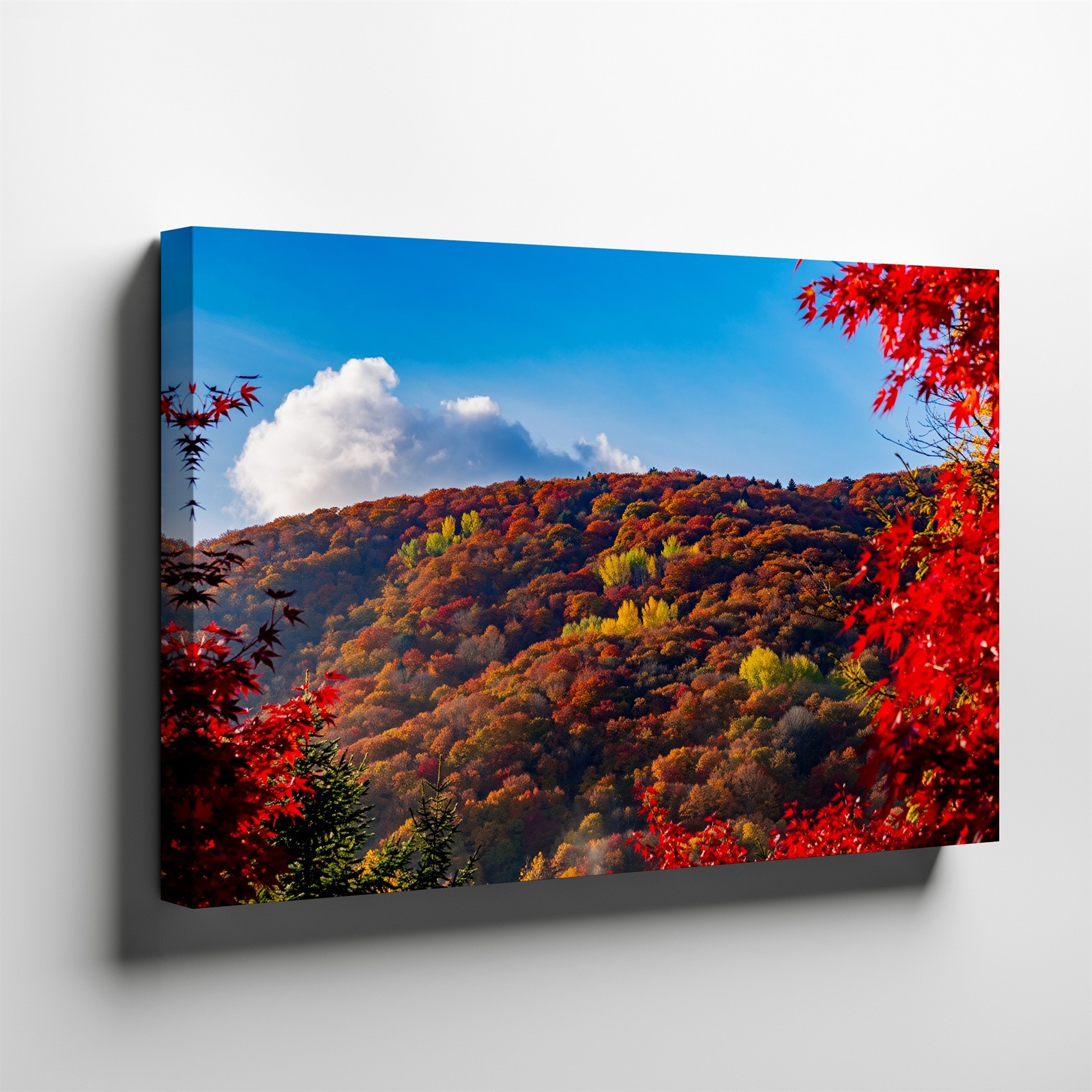 Vibrant Autumn Landscape Featuring A Hillside Densely Populated With A Wall Art