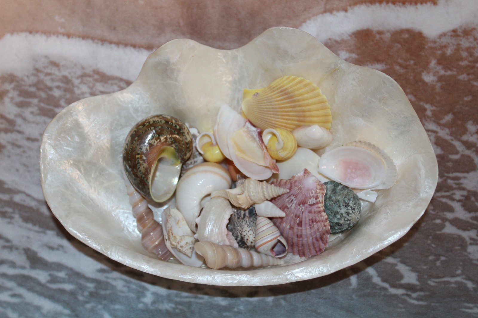 1-CAPIZ SEASHELL Clam Shape Bowl,Wedding Decor,Beach Decor,All Occasion Gifts