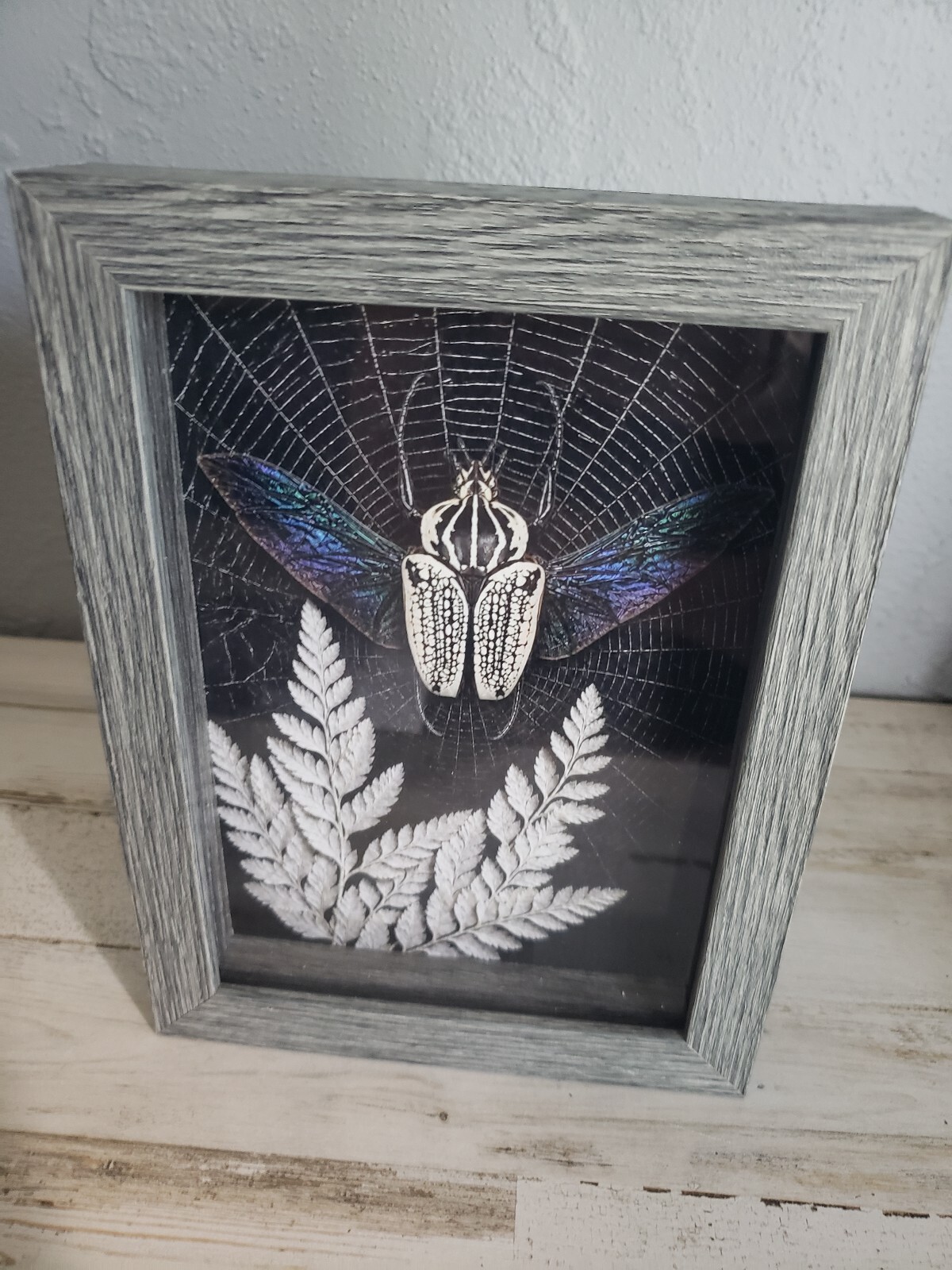 Beetle framed picture goliathus fern web spiderweb boho indie goth cool love