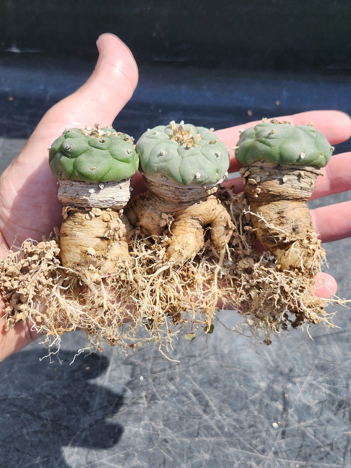 ONE(1) RARE Cactus sp koehresii, seed grown in 2.60&Prime; pot, large root