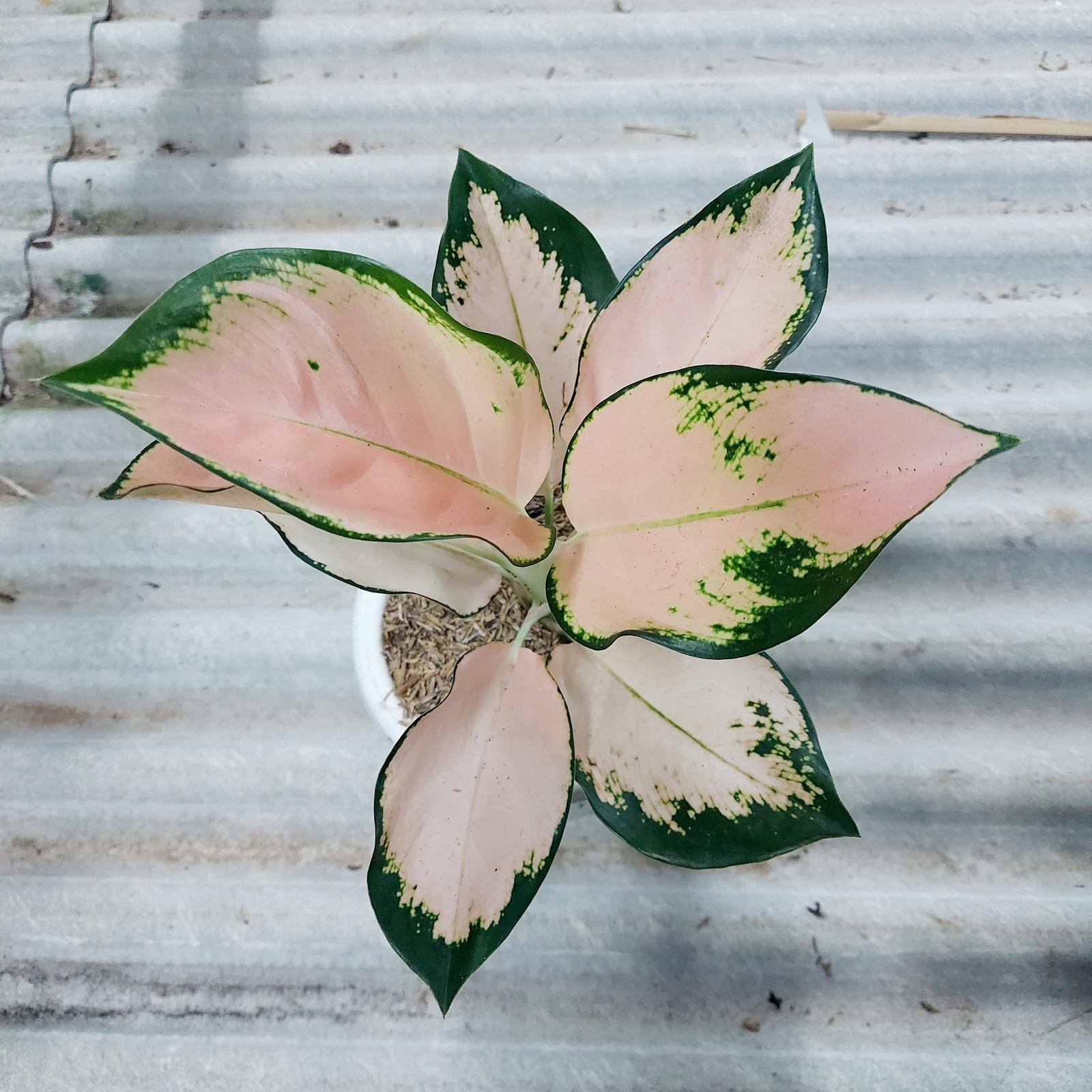 Real Picture Aglaonema Kochin Sutra Beautiful Rare Plant