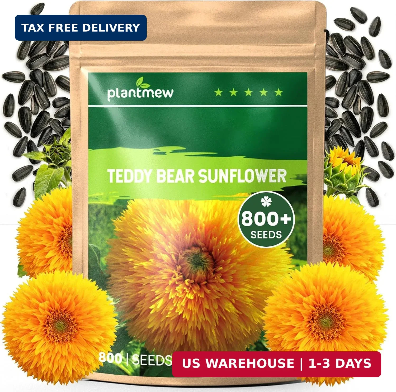 800+ Giant Teddy Bear Sunflower Seeds – Fluffy Double Yellow Petals – Extra Larg