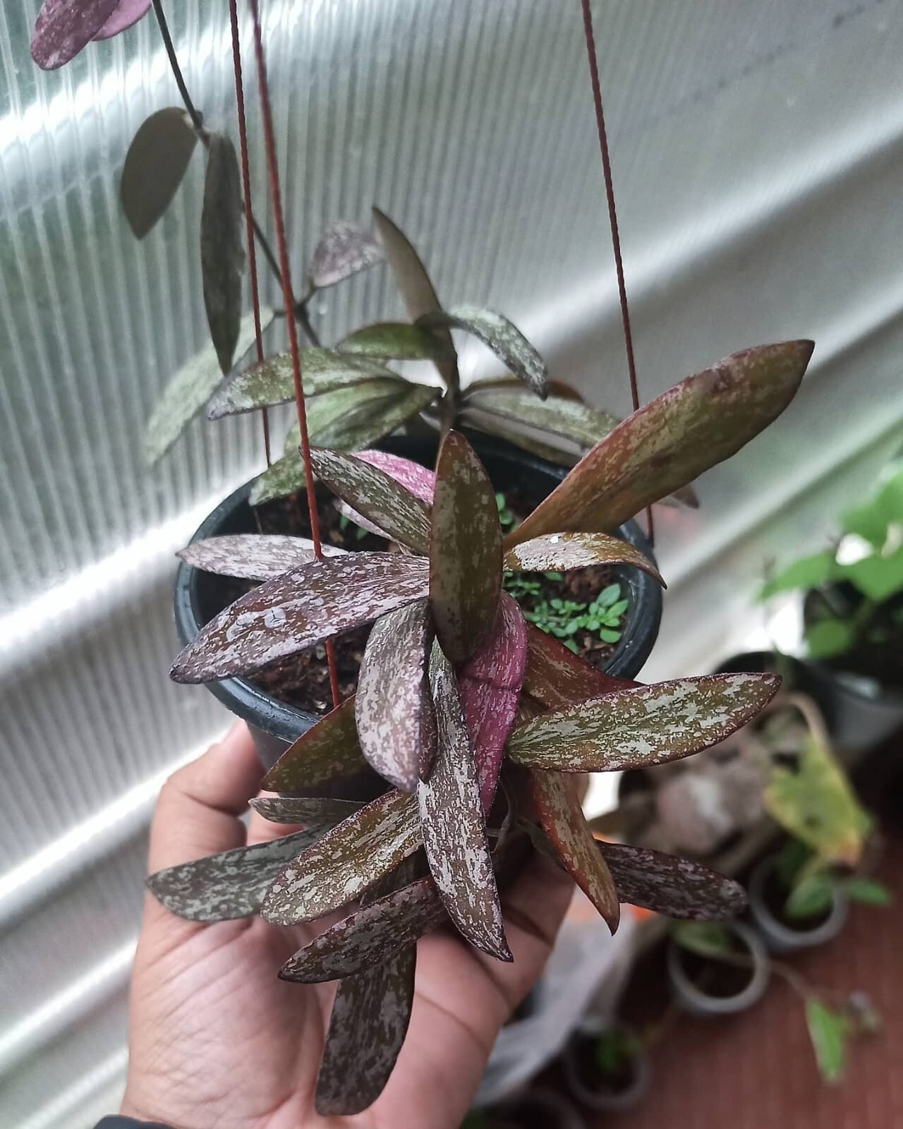 New Hoya Red Sigillatis free phitosanitary ( not philodendron not monstera )