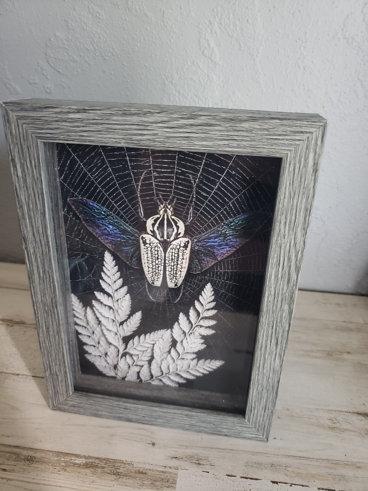 Beetle framed picture goliathus fern web spiderweb boho indie goth cool love
