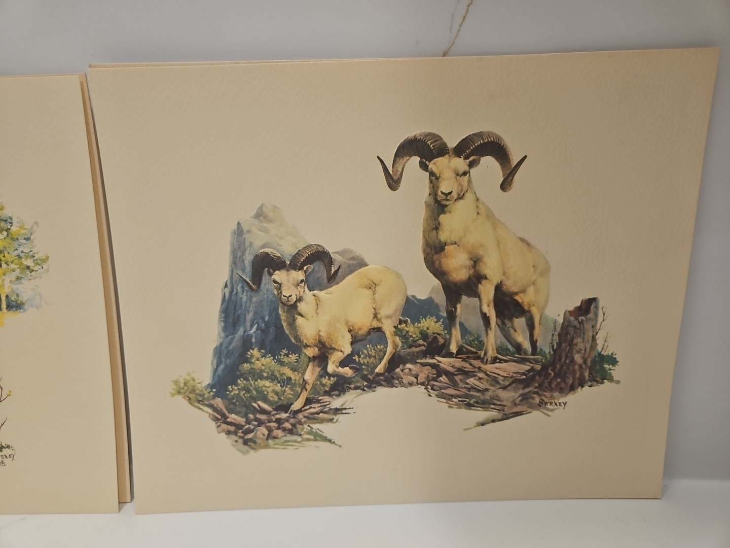 Vtg 1970&rsquo;s FREDERICK SWENEY Wildlife 3-D EMBOSSED Prints-Wildlife Set of 4-8×10