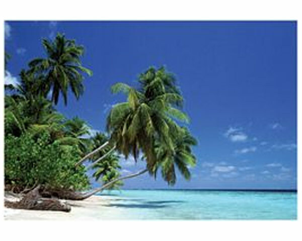 Leaning Palm Tree Poster 36in x 24in
