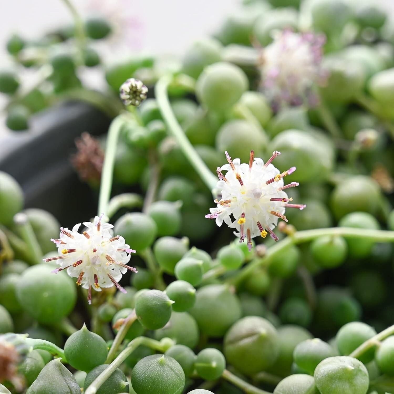 4&Prime; String of Pearls Live Trailing Succulent Fully Rooted in Pots with Soil Mix