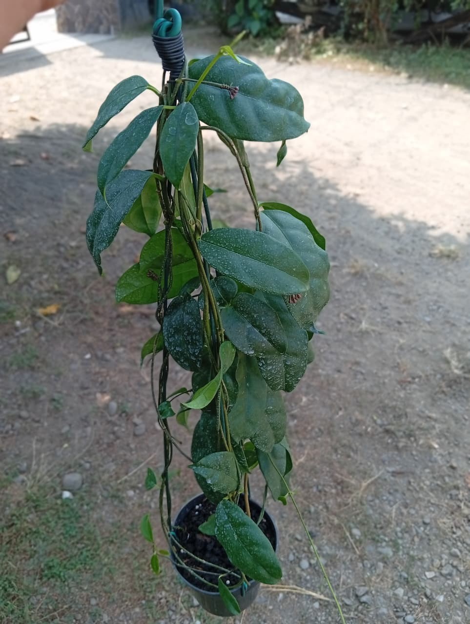 Real Picture Hoya Campanulata Pink Sp Java Lush Leaves