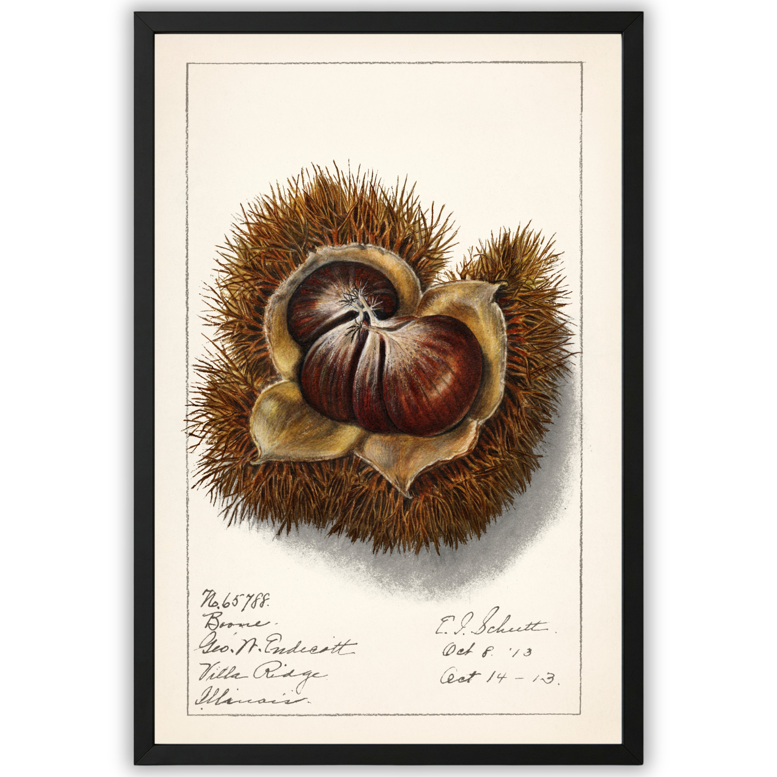 Vintage Chestnut Botanical Print Framed 11×17 Rustic Farmhouse Wall Art