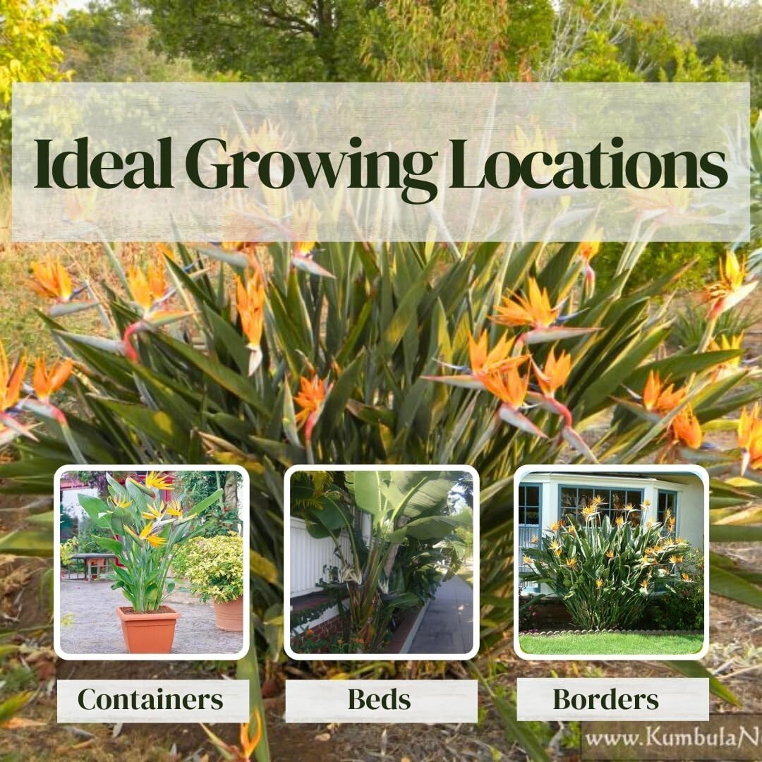 Bird of Paradise Plants Live (4-Pack) , 6-10&Prime; Height. 2&Prime; Pot