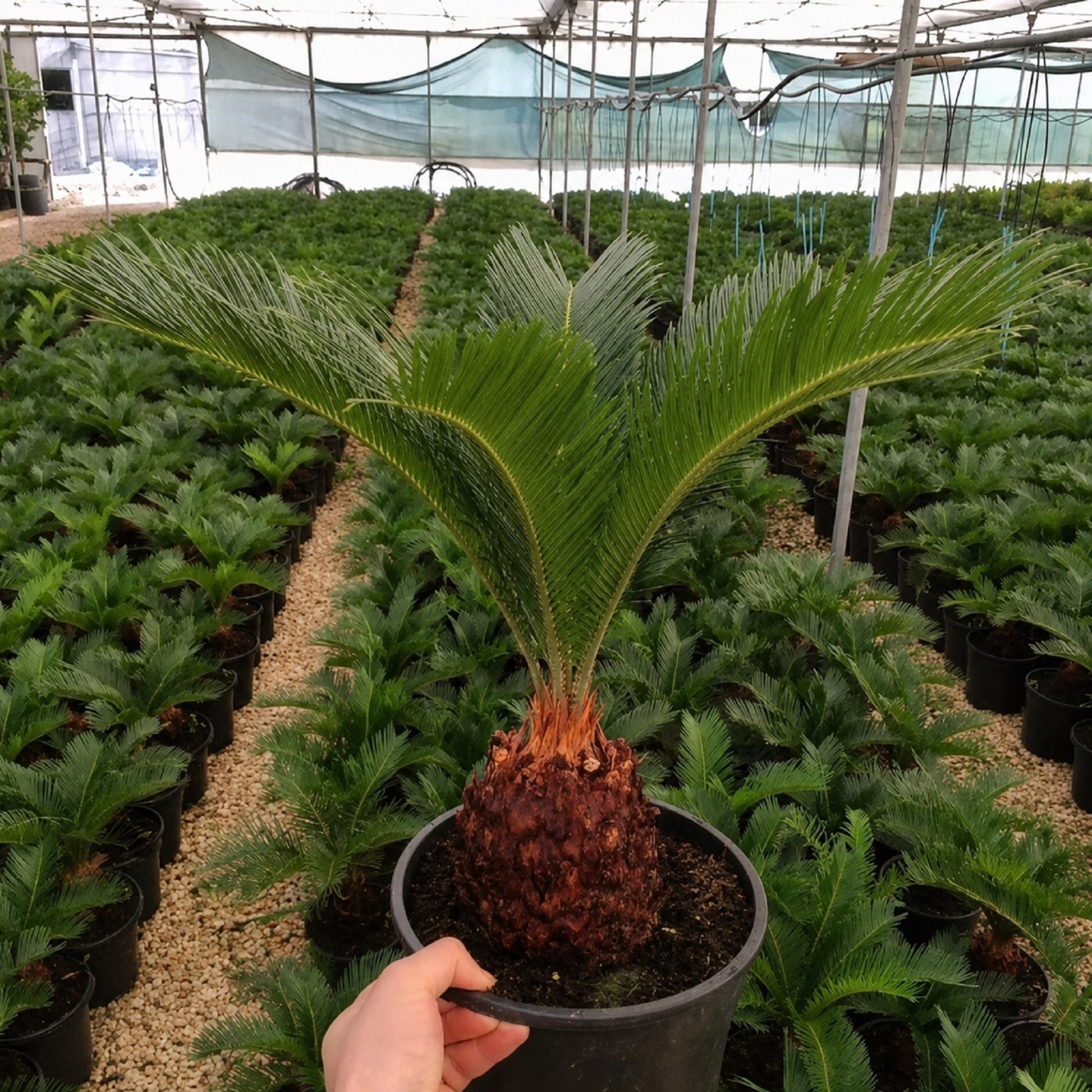 Sago Palm Live Plant Cycas Revoluta Tropical Palm Easy Care Indoor Grow in pot