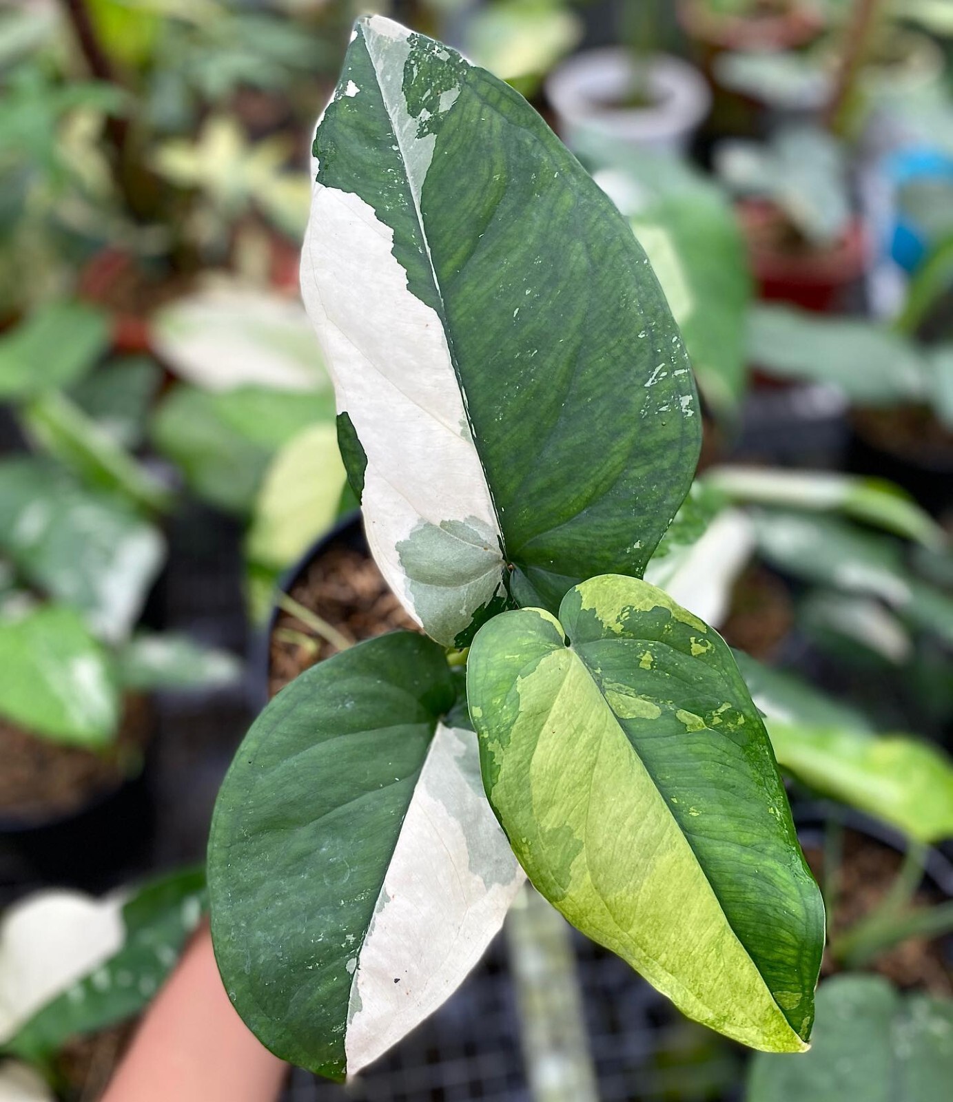 Syngonium Chiapense 2-3 leaf with Phytosanitary Cert
