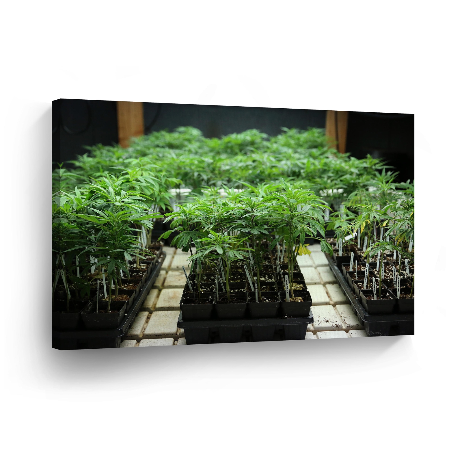 SMOKE WEED WALL ART Marijuana Leaf Plant Weed Get High Canvas Print Home Decor