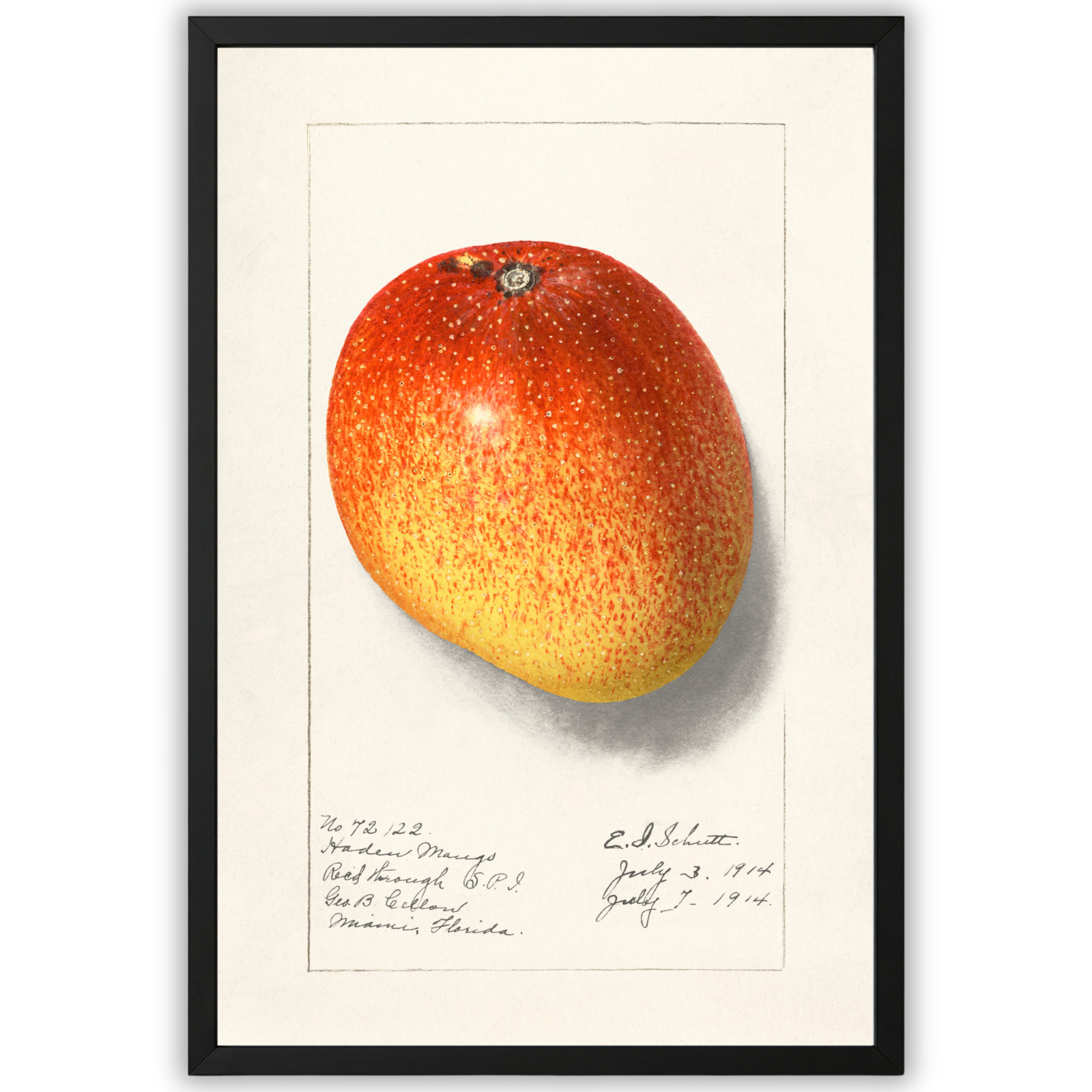 Vintage Mango Botanical Illustration Poster Framed 11×17 Antique Fruit Art Print