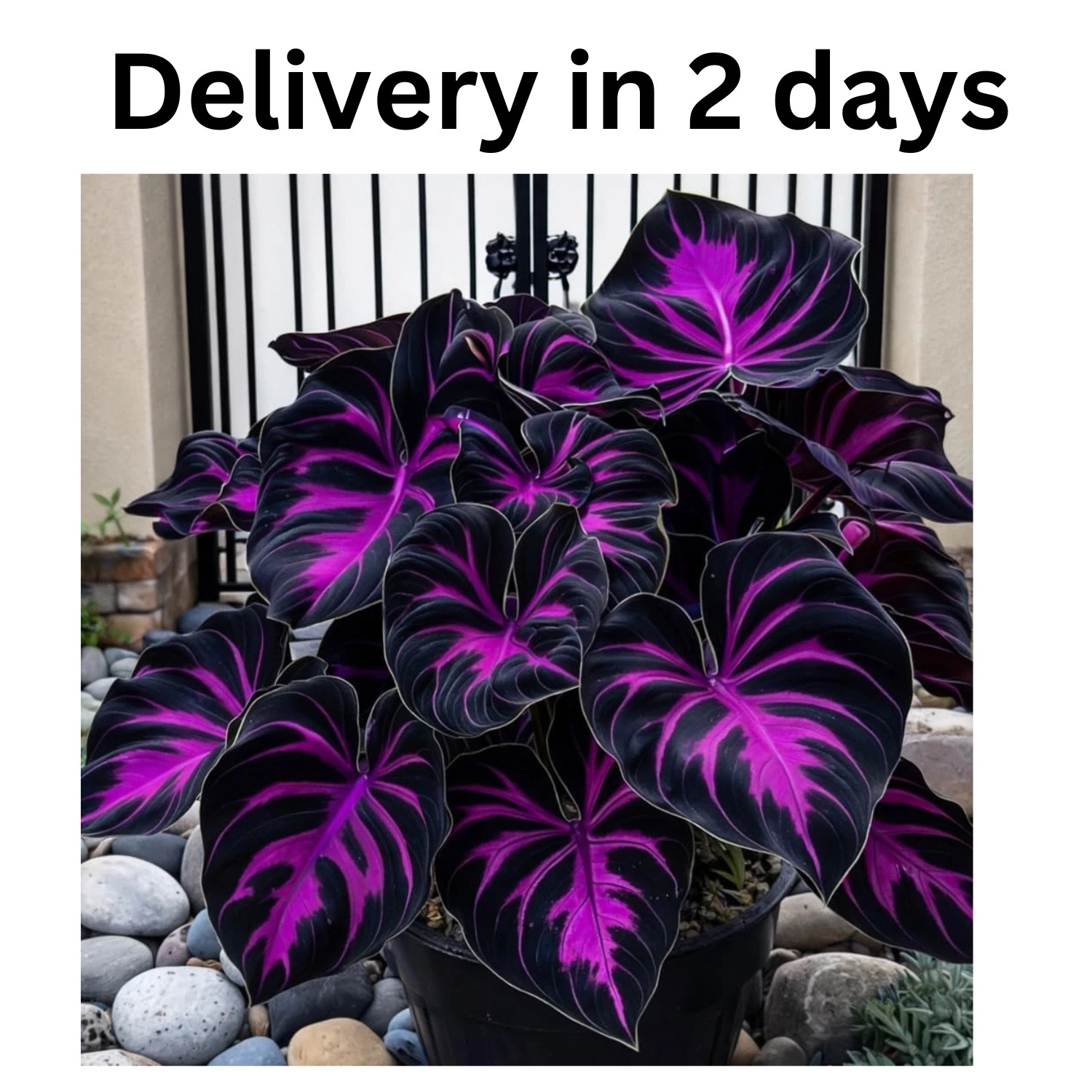 308 Hosta Seeds for Planting – Rare Perennial Shade Plants, Lush Purple
