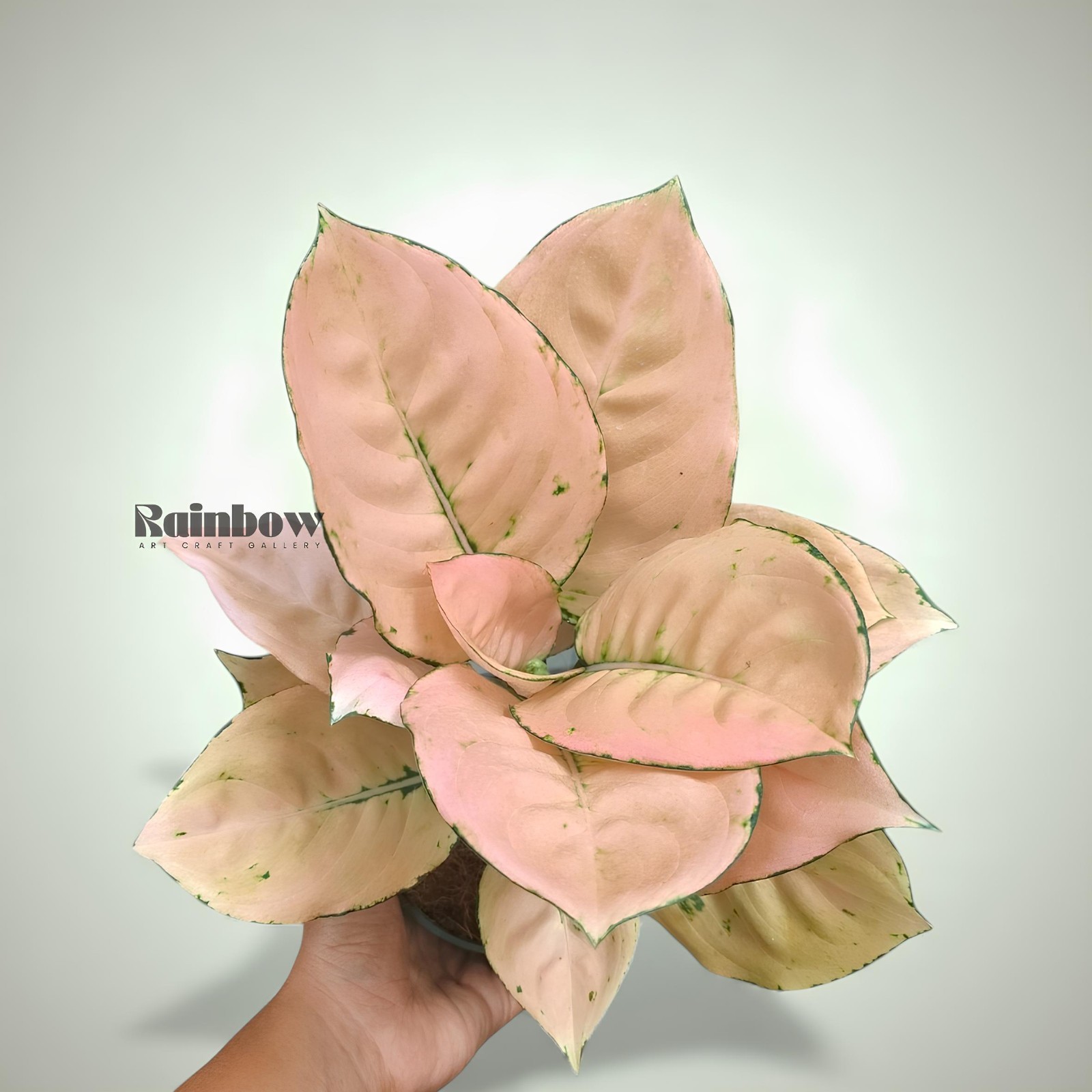 Aglaonema Golden Anjamani Beatiful Ornamental Plant