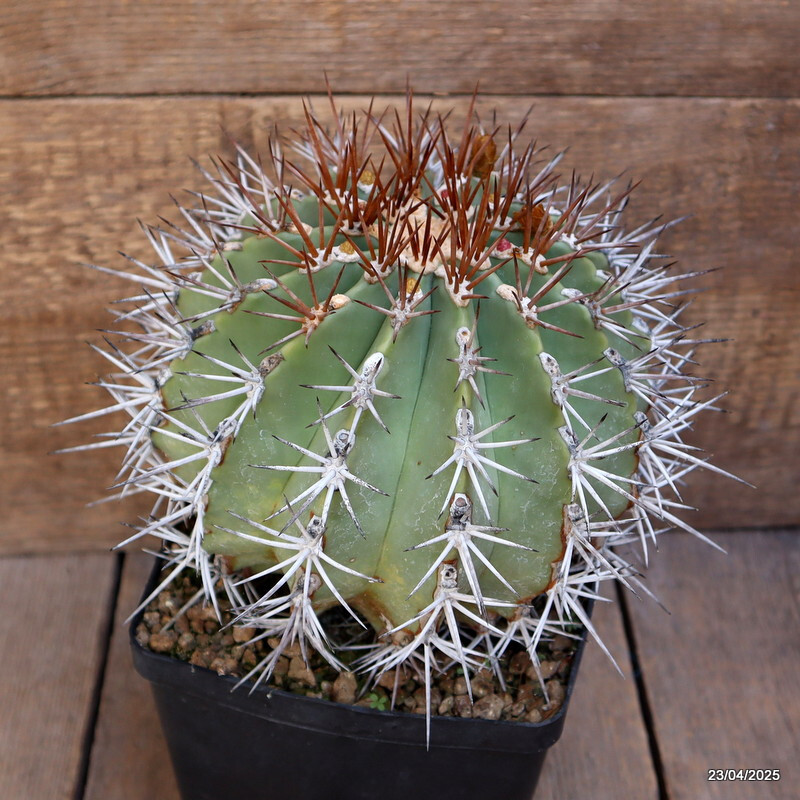 D3846 FEROCACTUS LINDSAYI VERY OLD pot14-H16-W17 cm MaMa Cactus