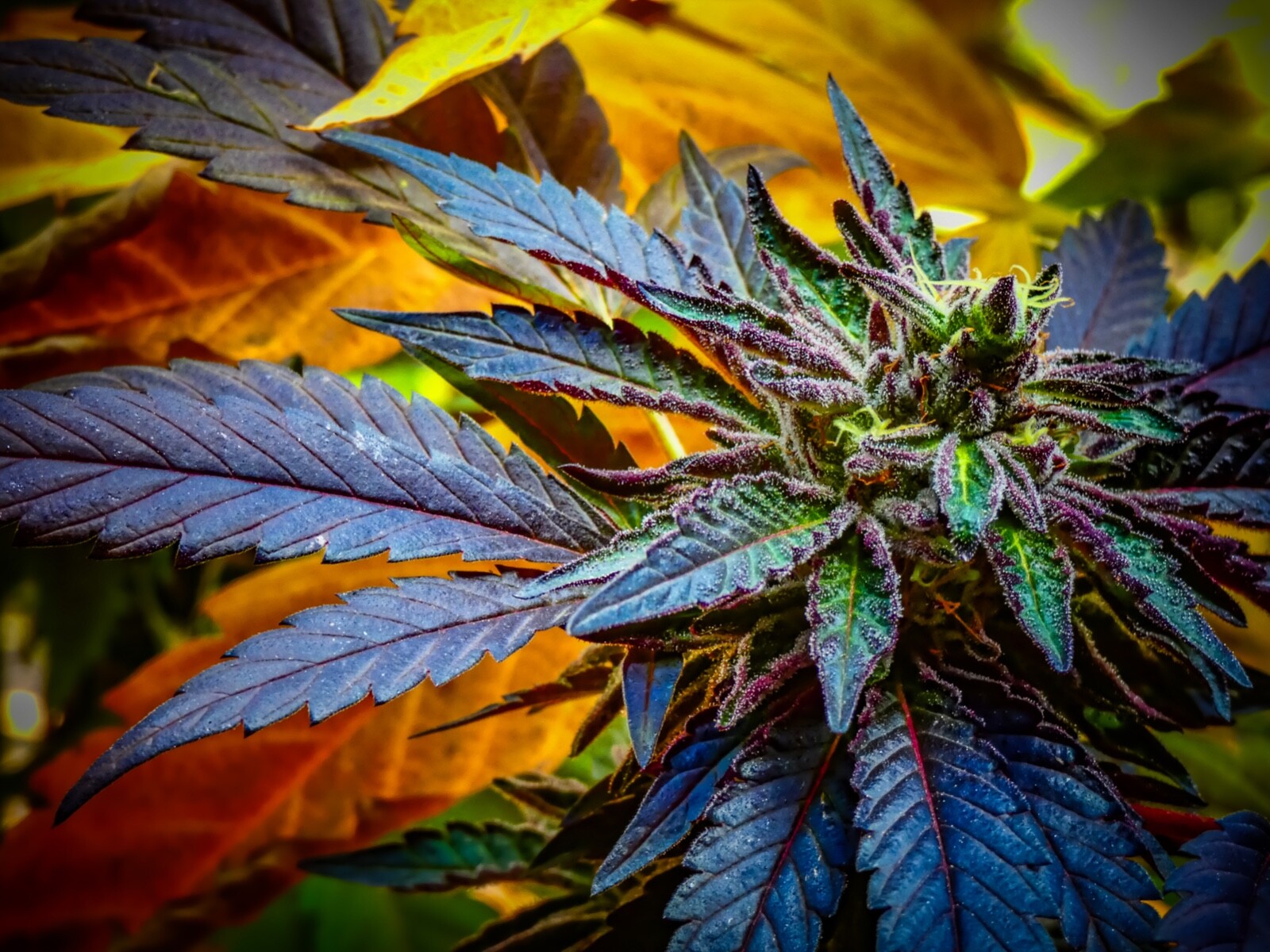 3D LENTICULAR CANNABIS POSTER / MARIJUANA / FRAMELESS WALL ART – BLUE SHERBET