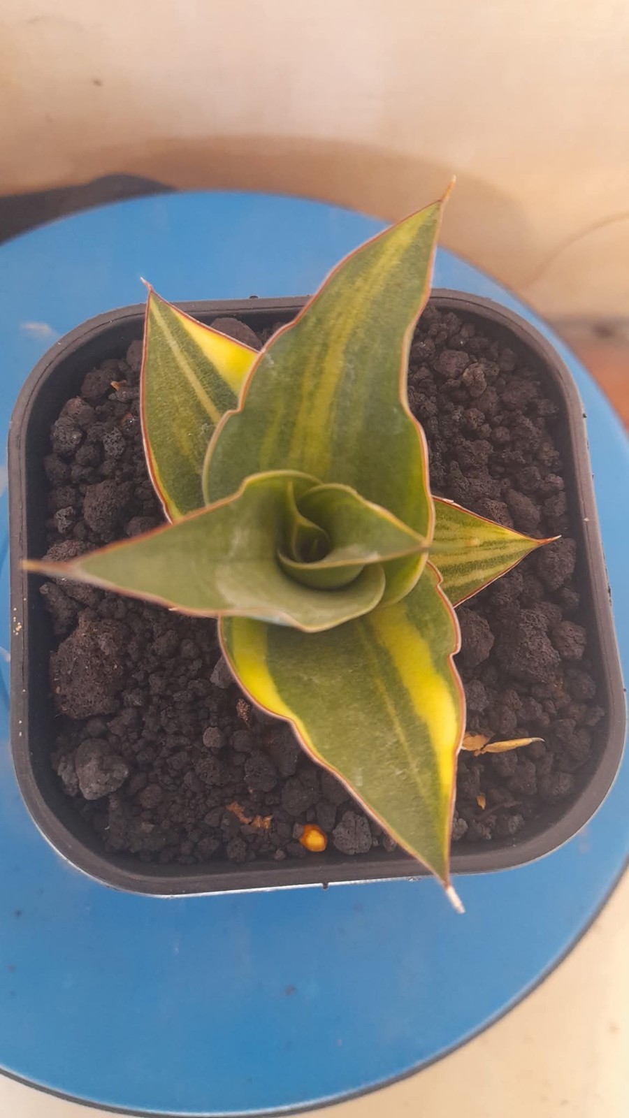 Sansevieria Adinata Variegated Rare Unique Snake Plant