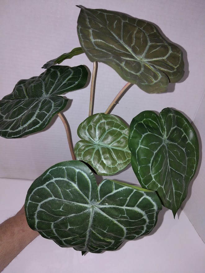 12&Prime; Anthurium leaf bush