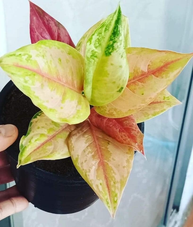 Aglaonema « light of diamond live indoor house plants easy care.