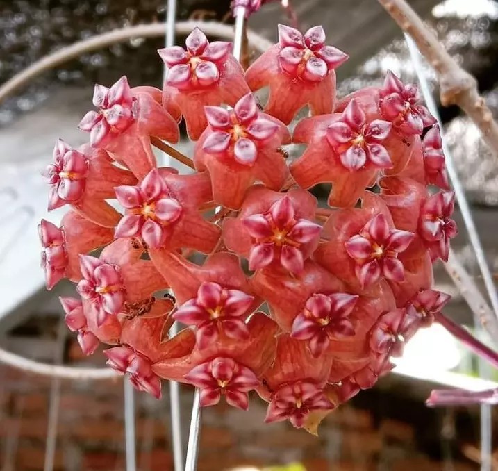 Real Pict Hoya Bumijawa Sp Ksb Rare Plant