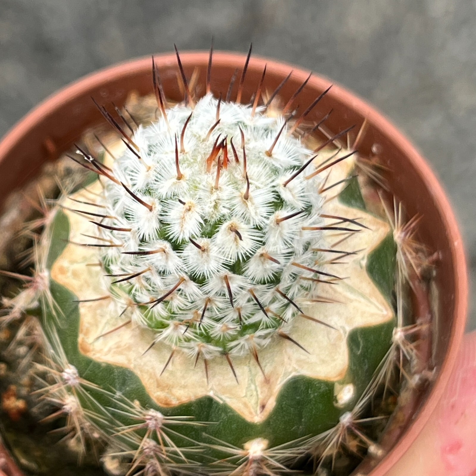 A27-92. Mammillaria andersoniana v. Longispina VM 1179, Guanajuato (Grafted)