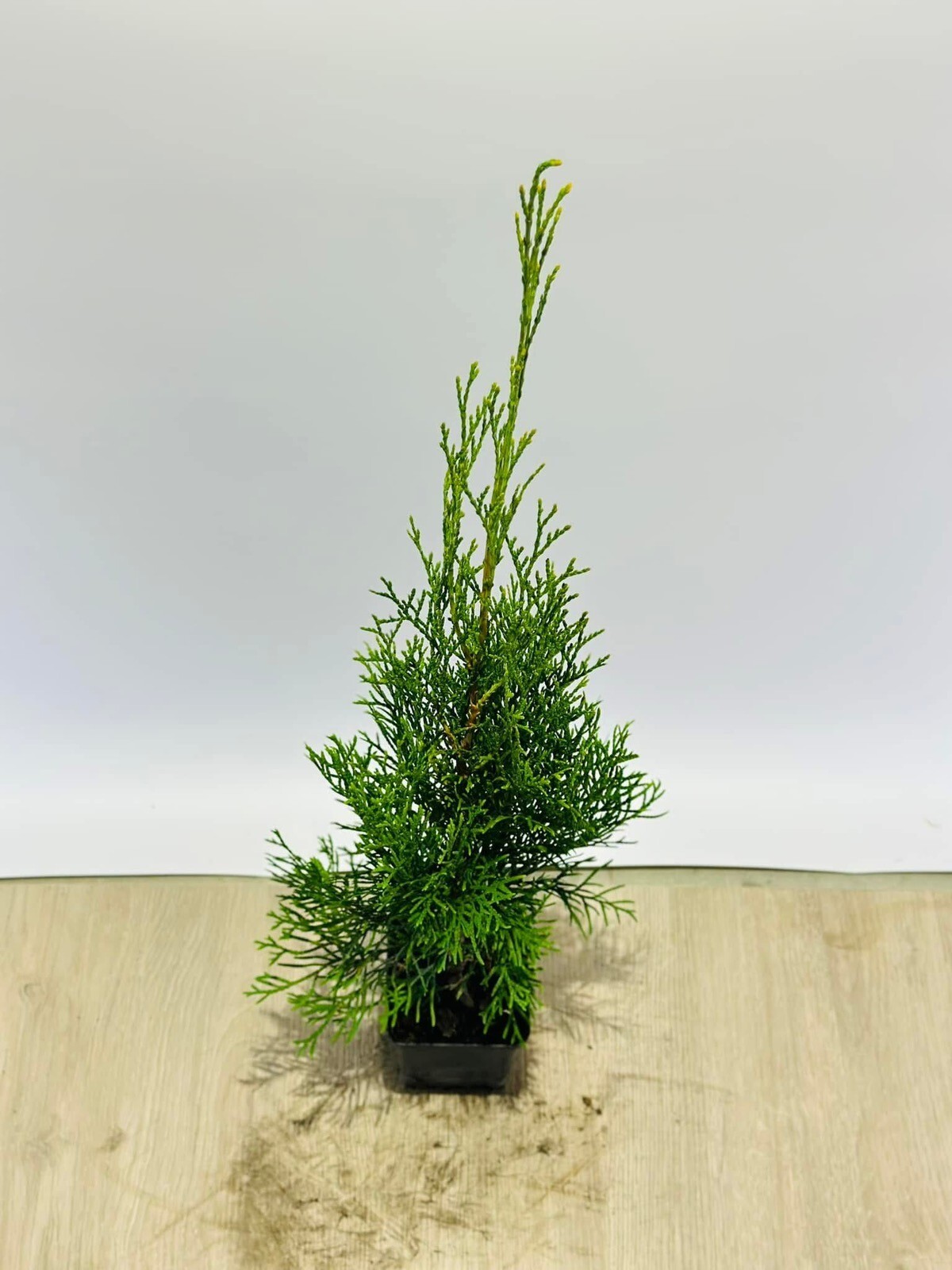 Thuja Smaragd
