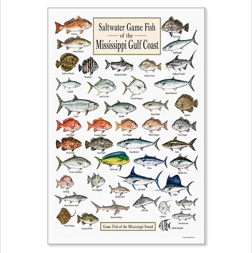 Mississippi Gulf Coast Fish Unframed Poster 24×36 – Saltwater Fishing Chart Art