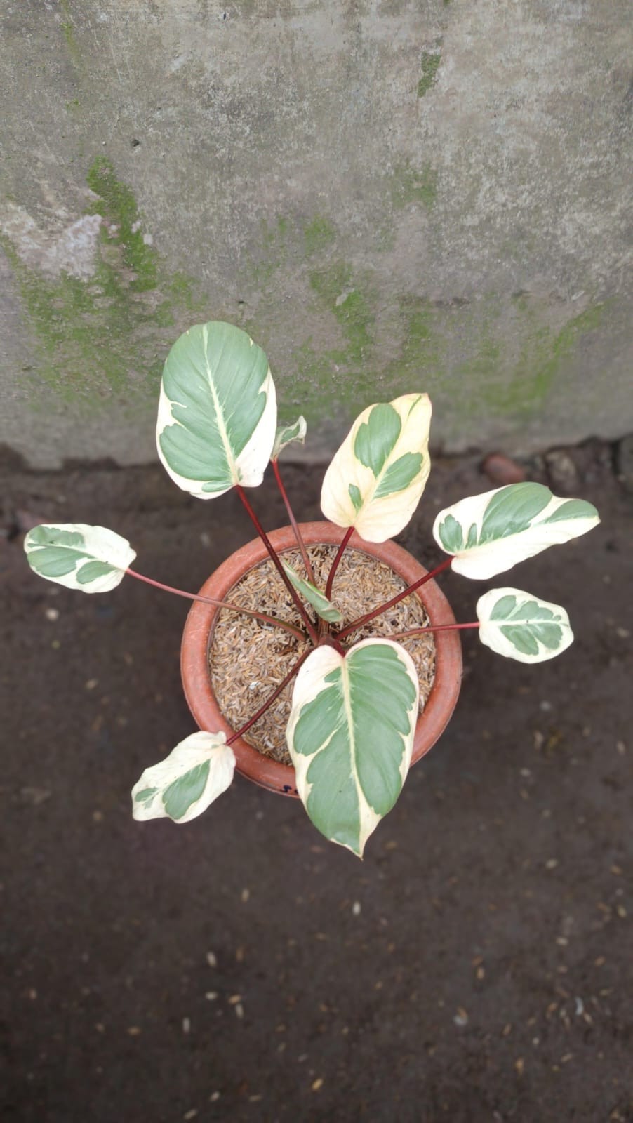 Real Picture Homalomena Rubescens Marshmallow Variegated