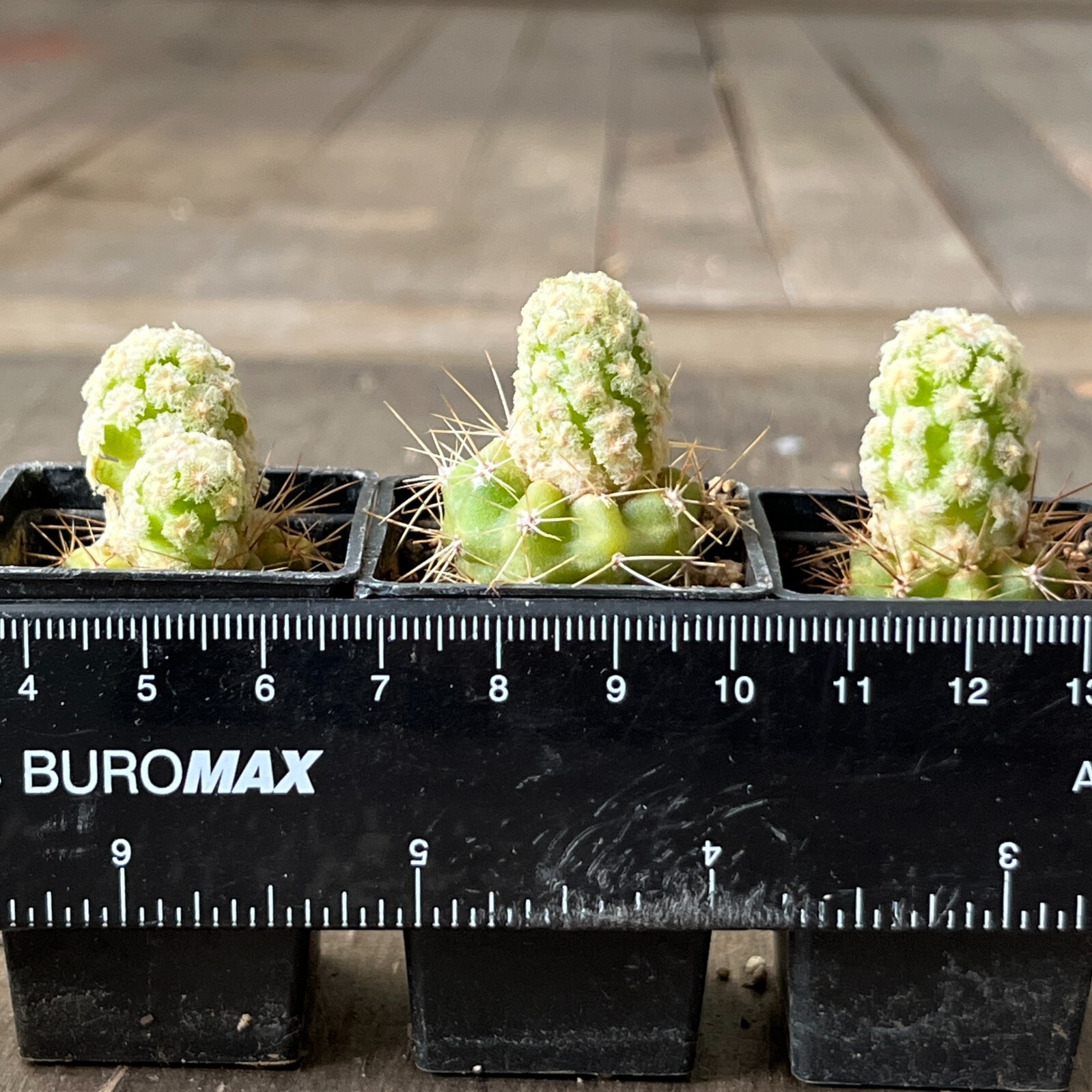 A34-1359. Mammillaria theresae v. albiflora, 3 pieces (Grafted)