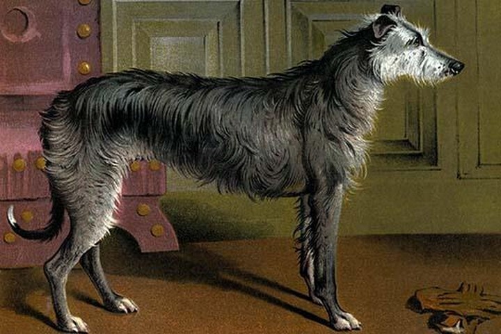 Deer Hound by Vero Shaw – Art Print