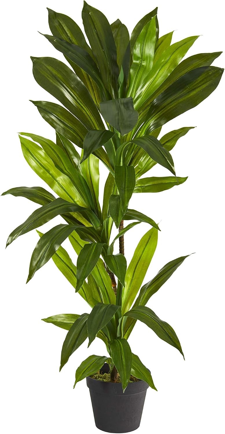 3ft. Dracaena Artificial Plant (Real Touch)