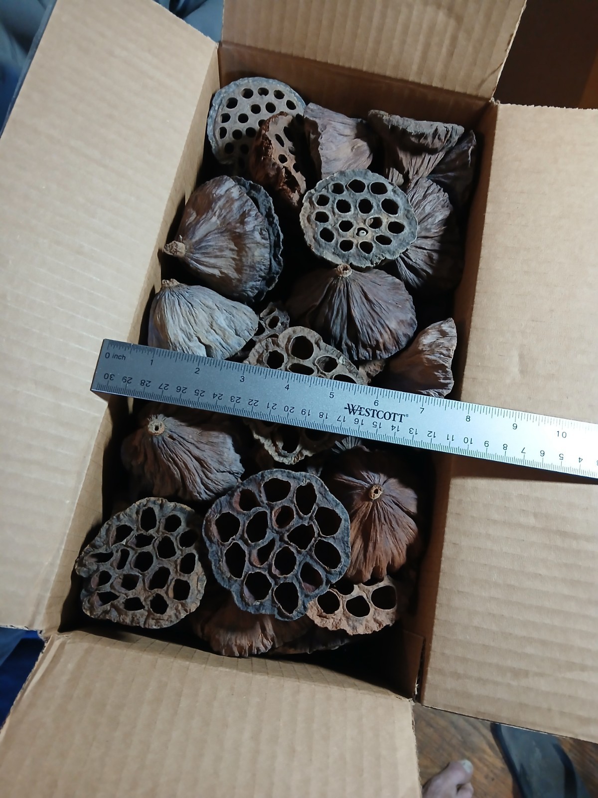 LOTUS PODS Dried Lot-of-15 2.5-3.5&Prime; for Floral and Crafting Wreath projects