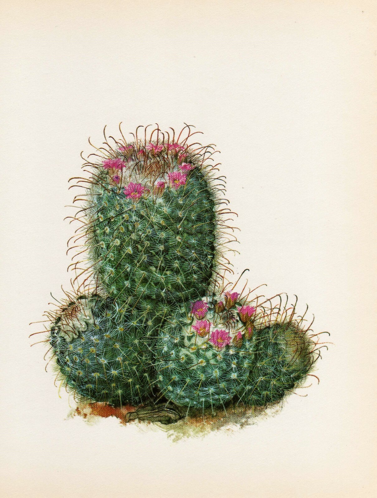 Vintage Botanical Print Cactus Print Wall Art ~ Mammillaria bombycina (C58)