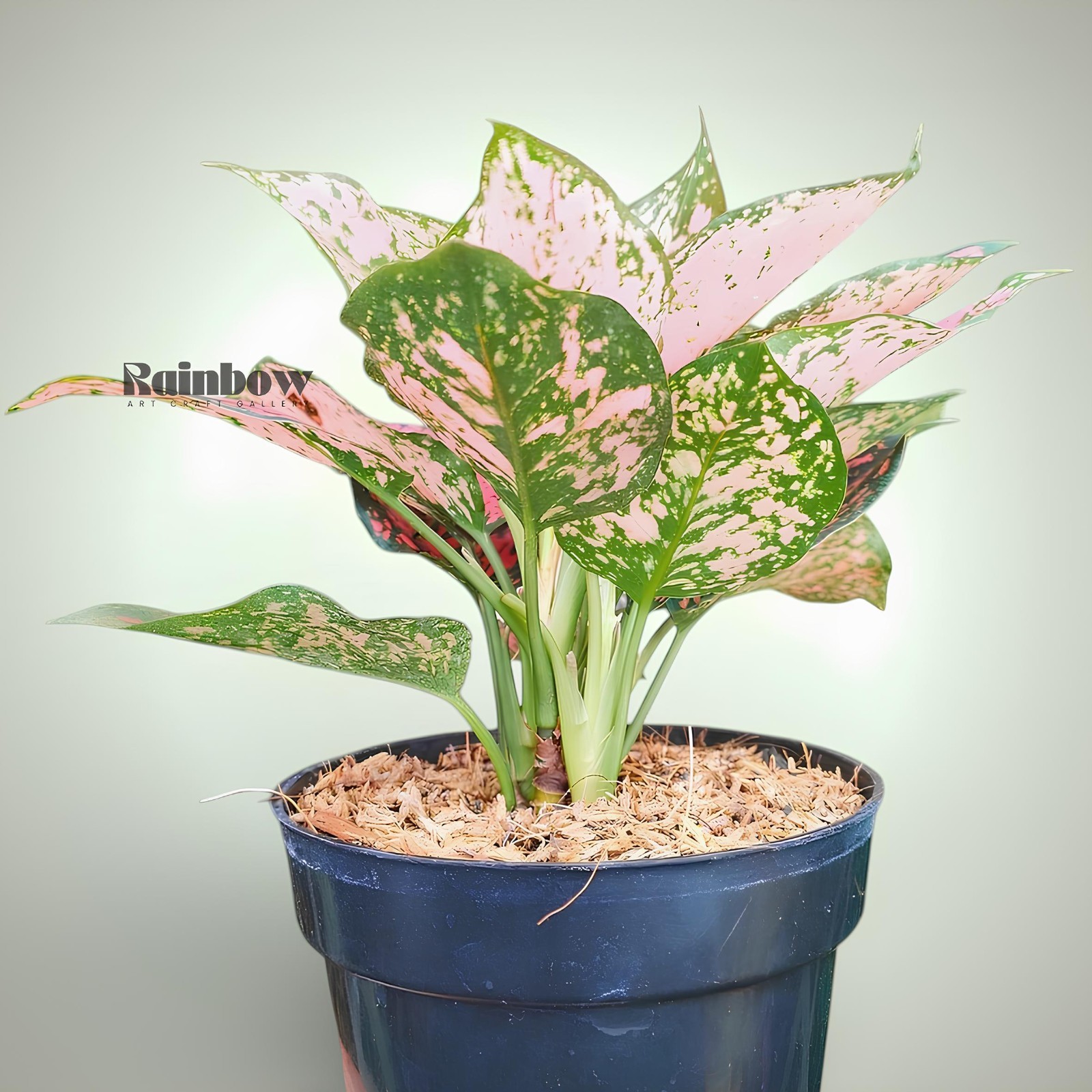 Aglaonema Komkom Red Beatiful Ornamental Plant