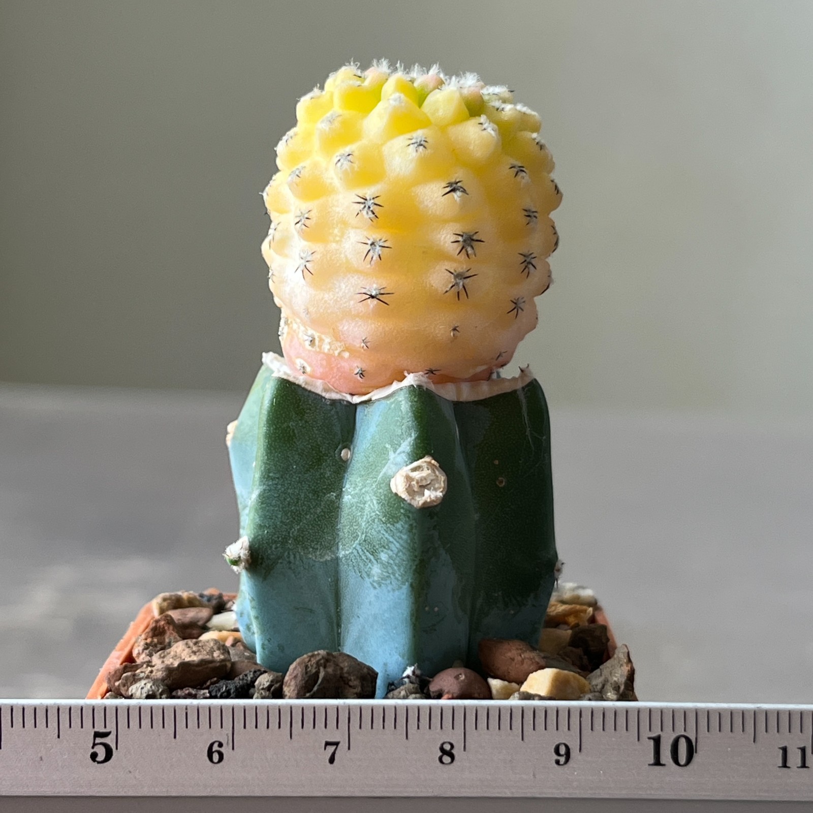 A11-970 Thelocephala napina f. variegata (Grafted)