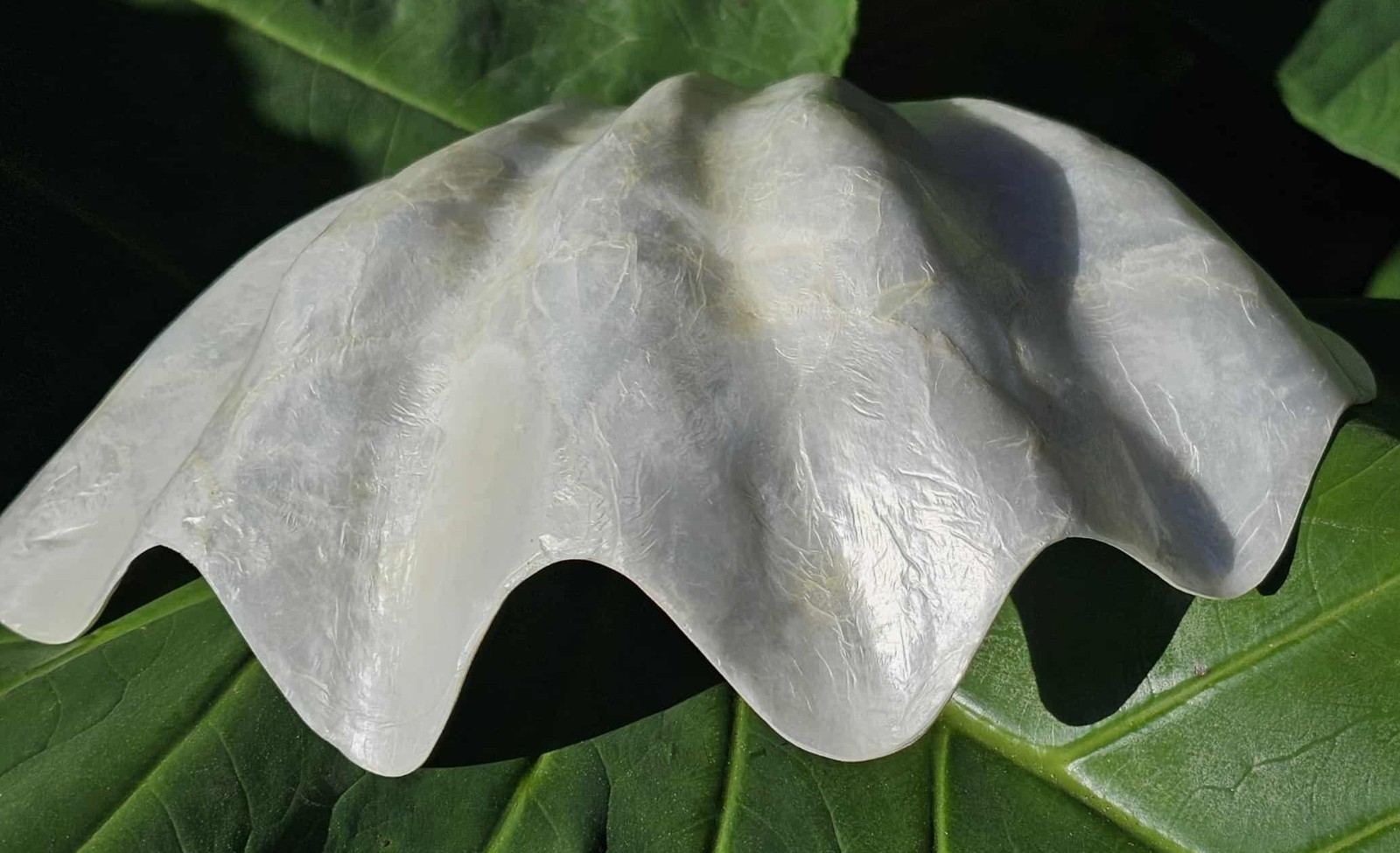 1-CAPIZ SEASHELL Clam Shape Bowl,Wedding Decor,Beach Decor,All Occasion Gifts