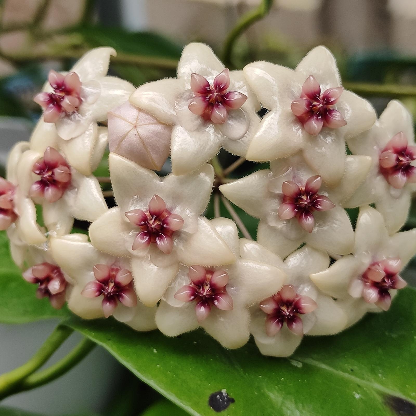 Hoya Gildingii Rare Tropical Wax Plant