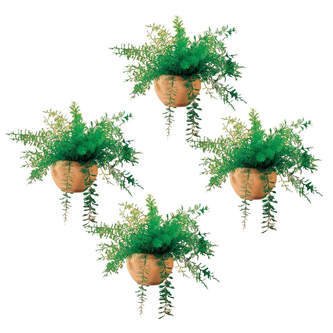 Mysterious Air Fern, Set of 4 – Water & Soil Free House Plant